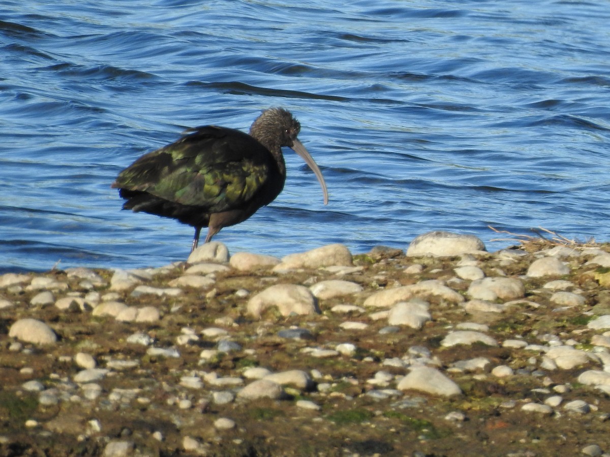 ibis americký - ML642792527