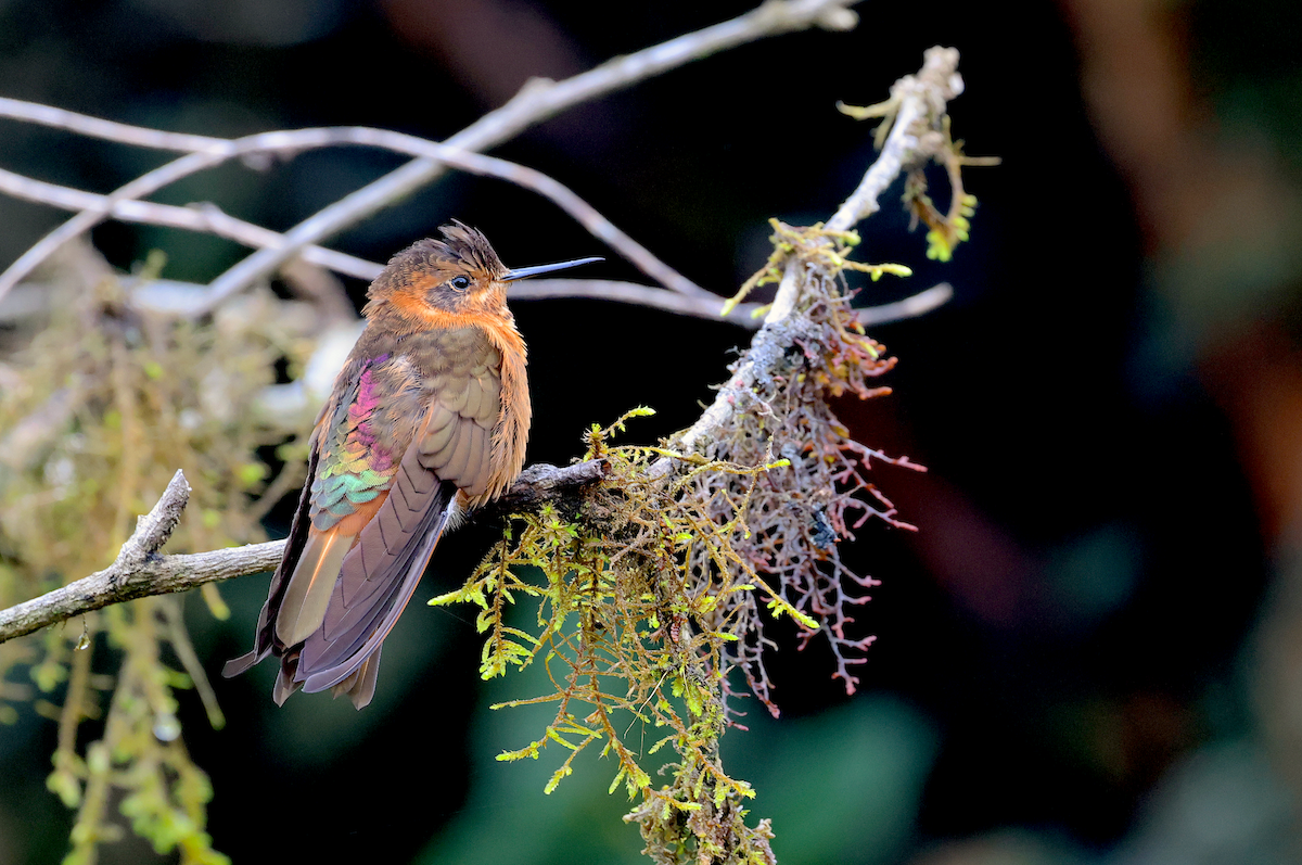 Shining Sunbeam - ML642792538