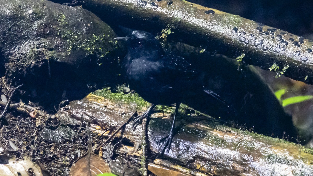 Glutaugen-Ameisenvogel - ML642792550