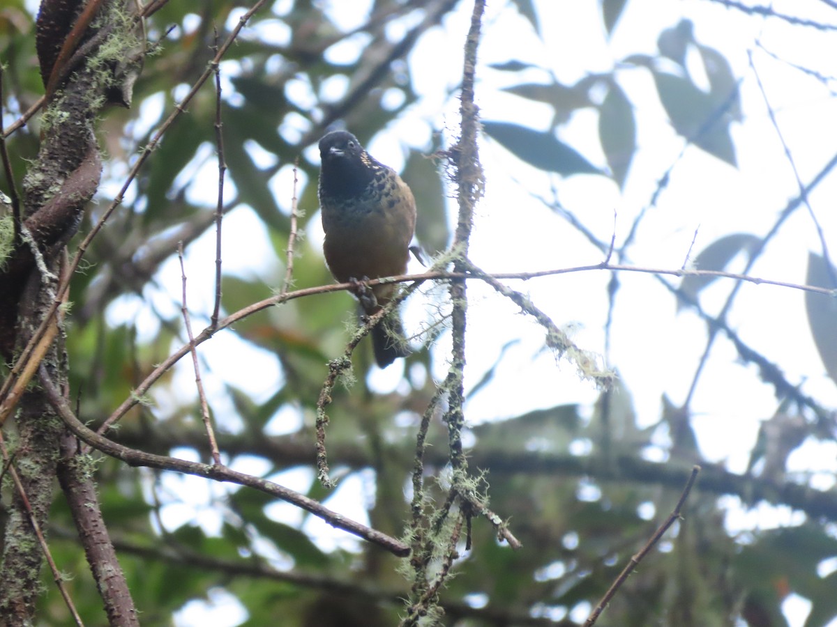 Spangle-cheeked Tanager - ML642792560