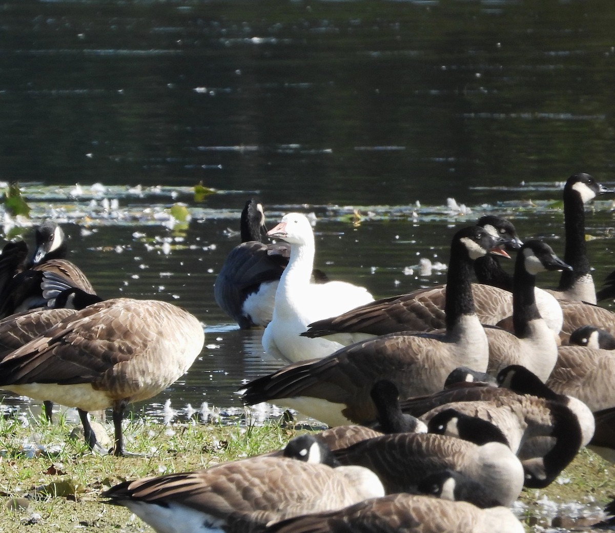Snow Goose - ML642792561