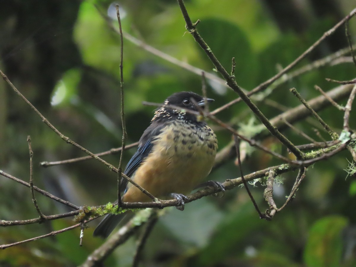 Spangle-cheeked Tanager - ML642792562