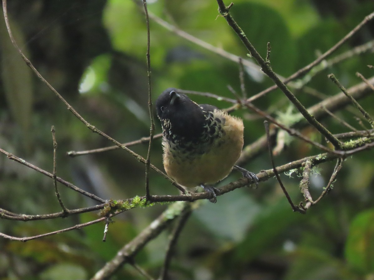 Spangle-cheeked Tanager - ML642792563