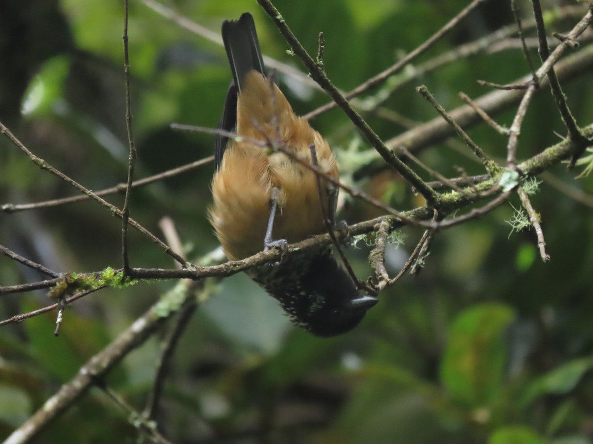 Spangle-cheeked Tanager - ML642792564