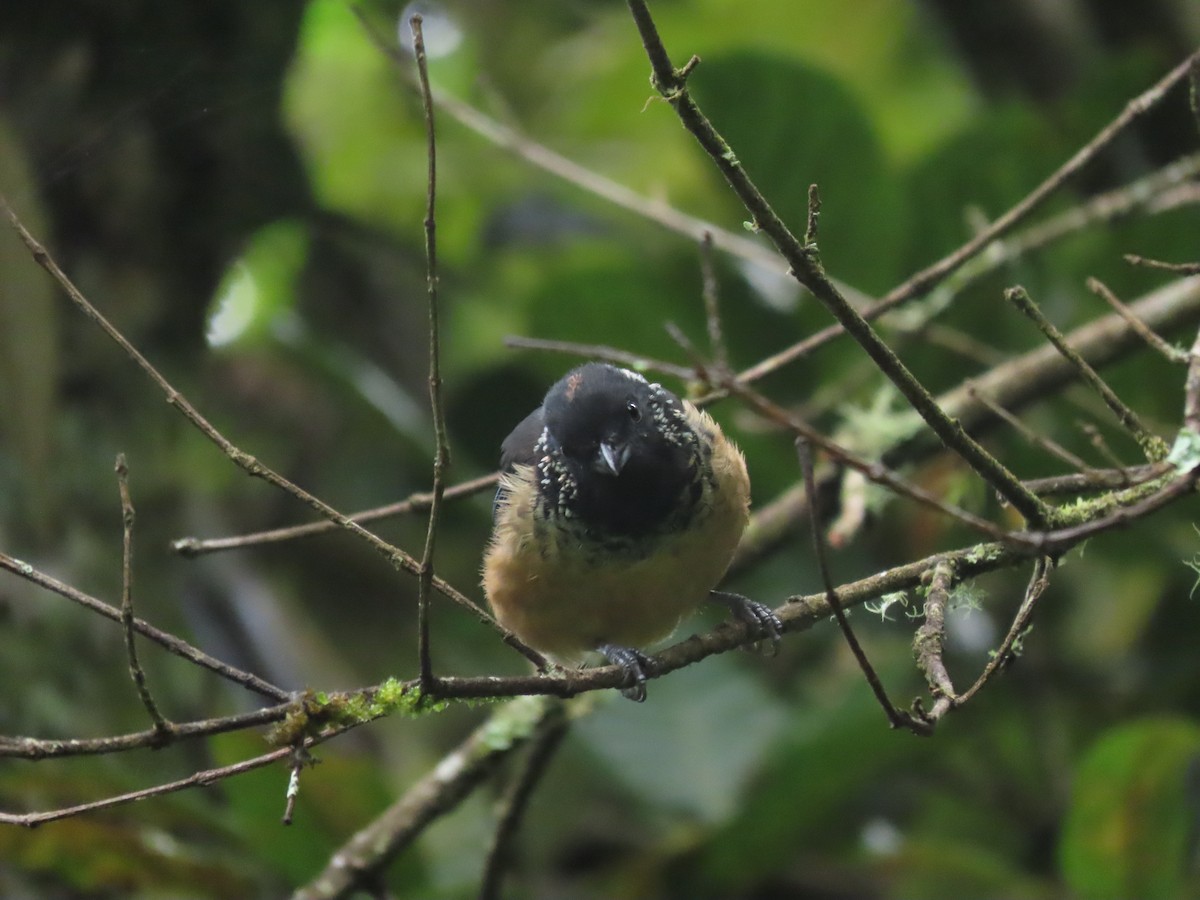 Spangle-cheeked Tanager - ML642792565