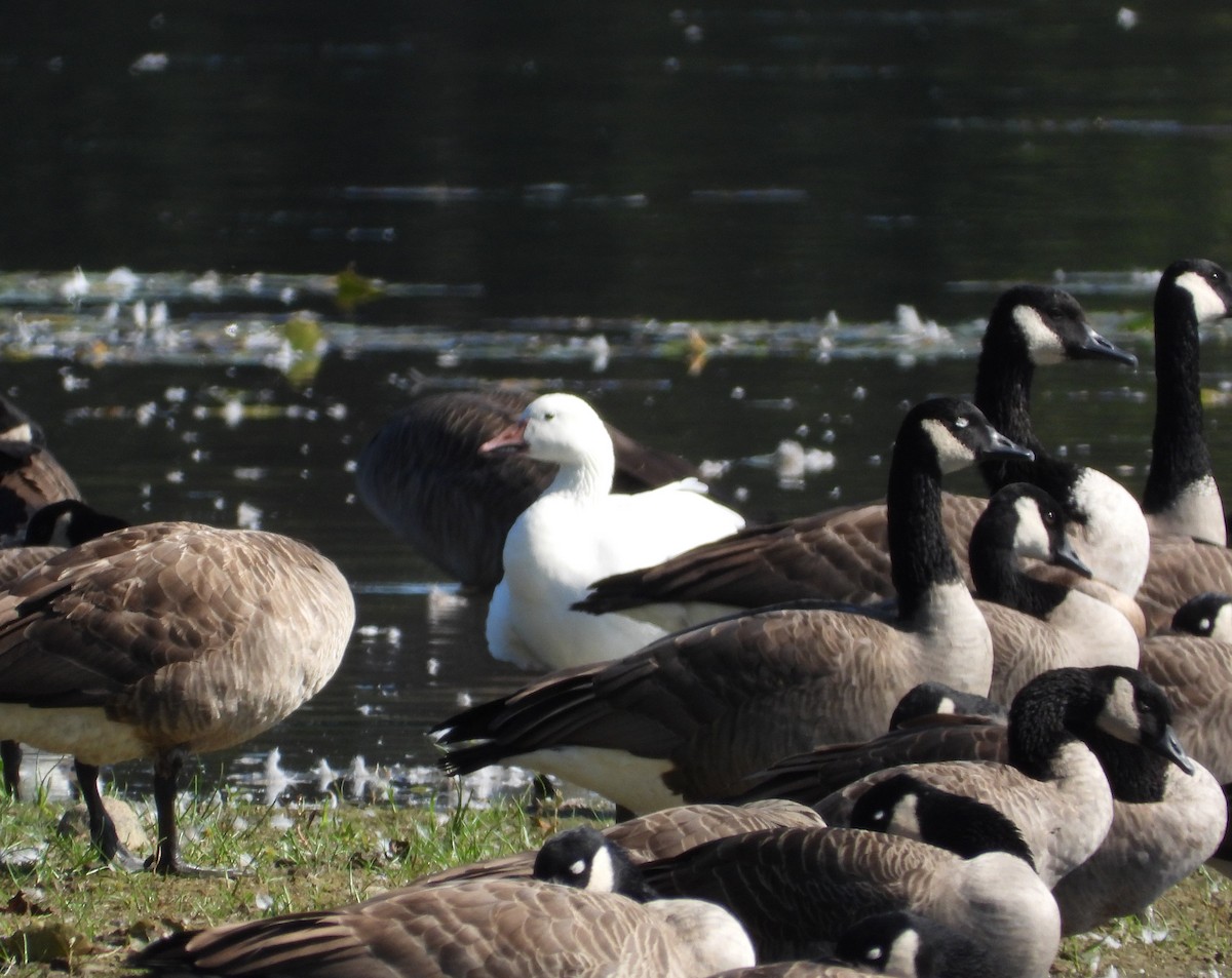 Snow Goose - ML642792566