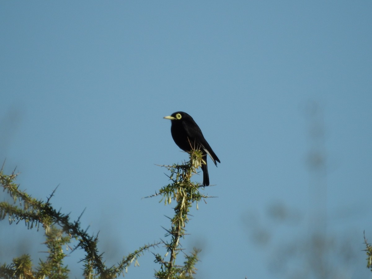Spectacled Tyrant - ML642792567