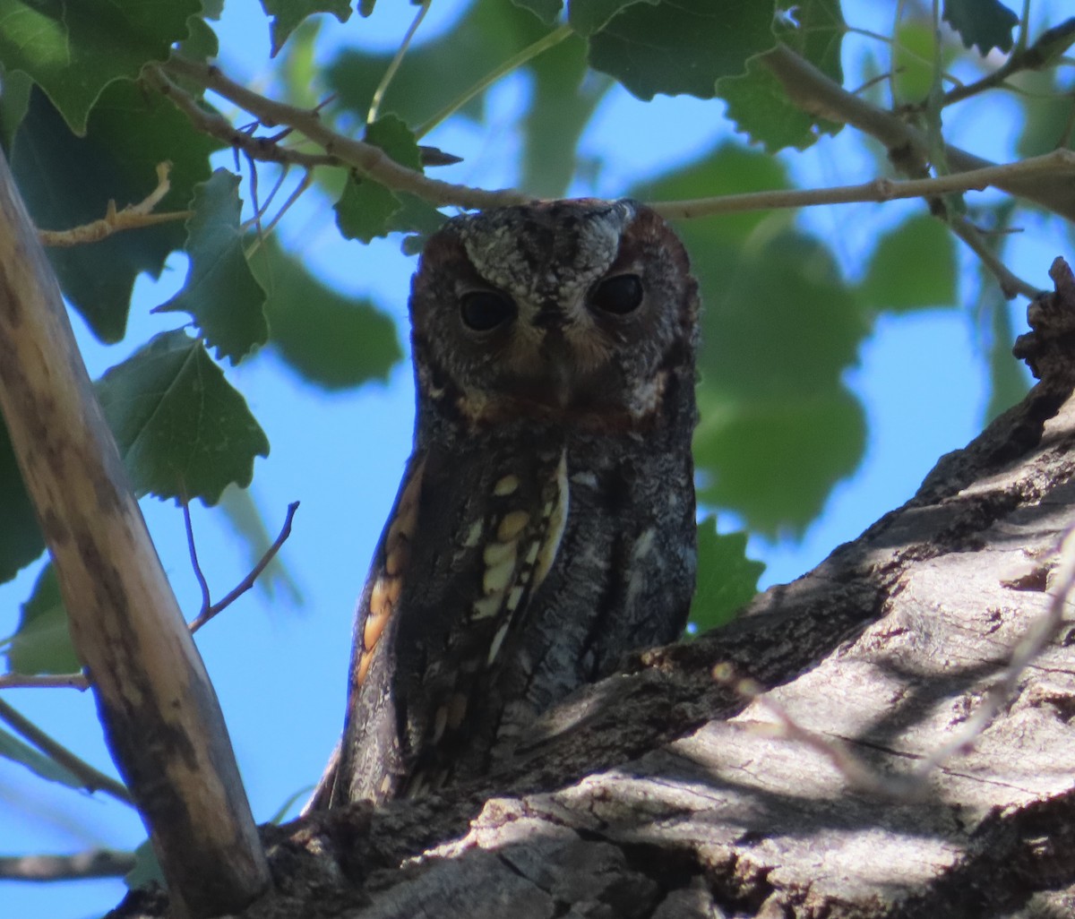 Flammulated Owl - ML642792568