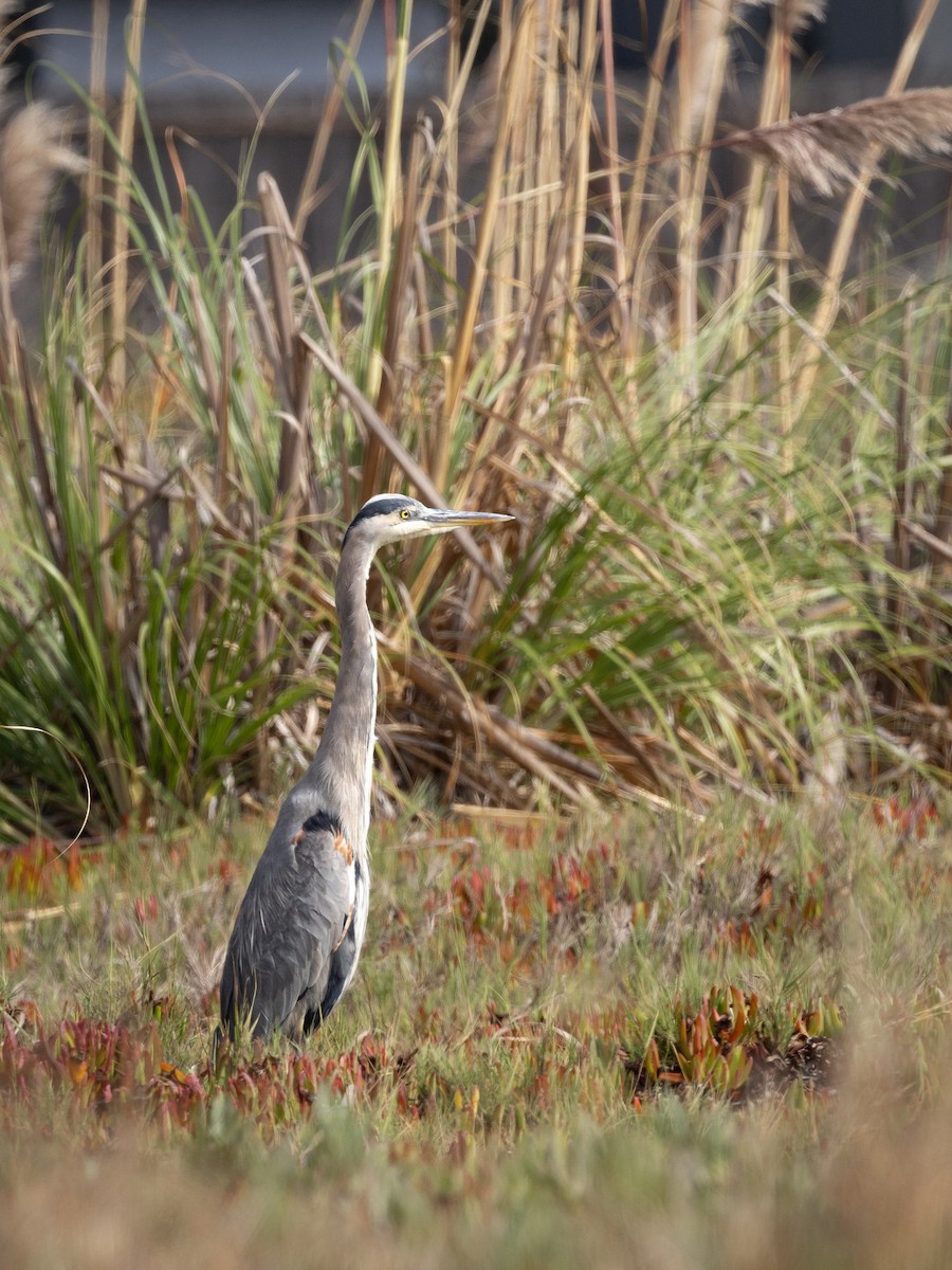 Great Blue Heron - ML642792569