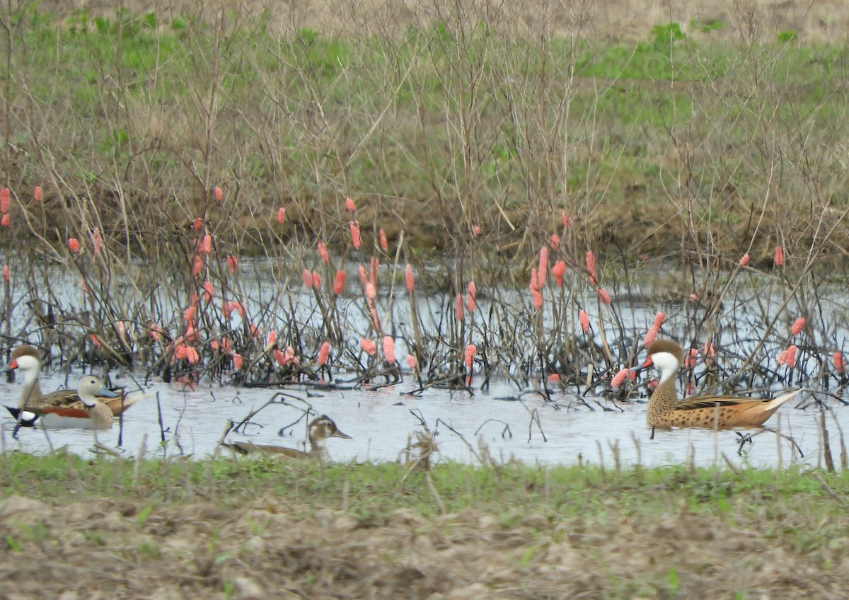 White-cheeked Pintail - ML642792573