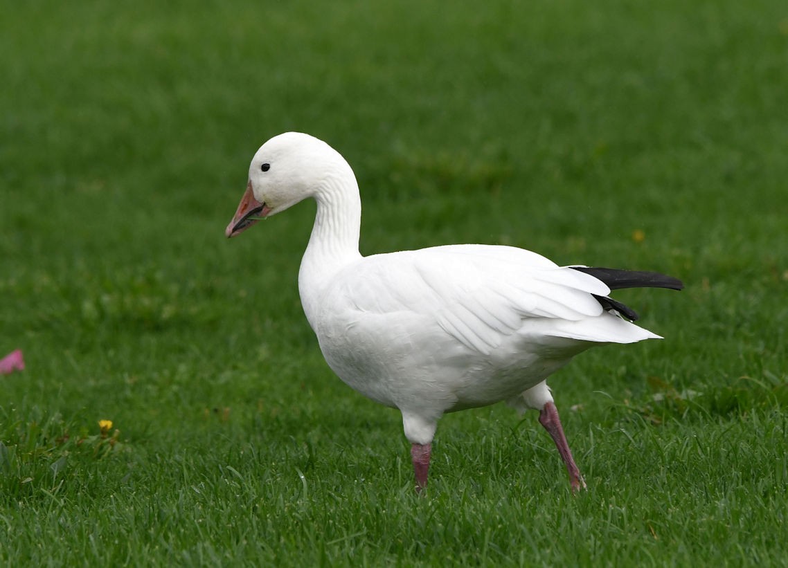 Snow Goose - ML642792592