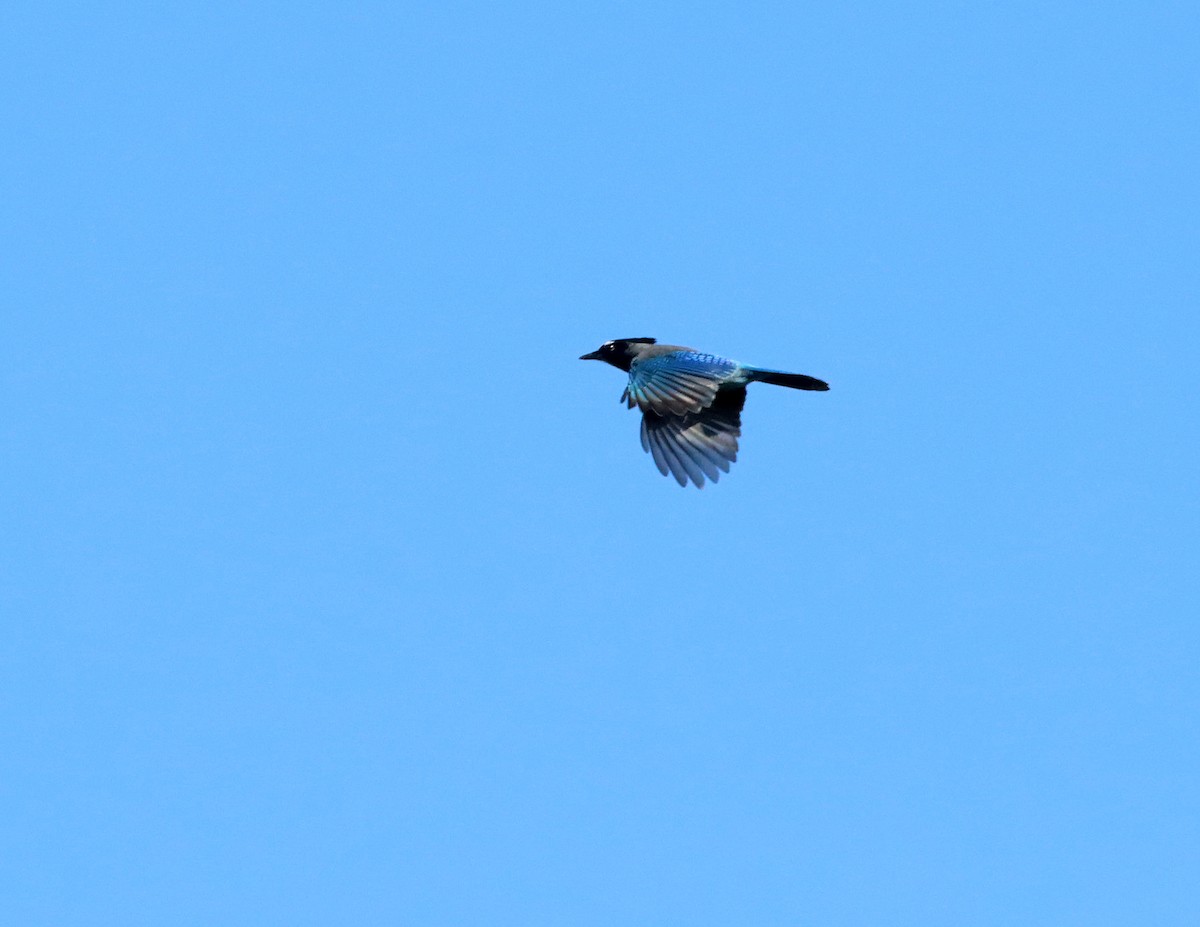 Steller's Jay - ML642792597