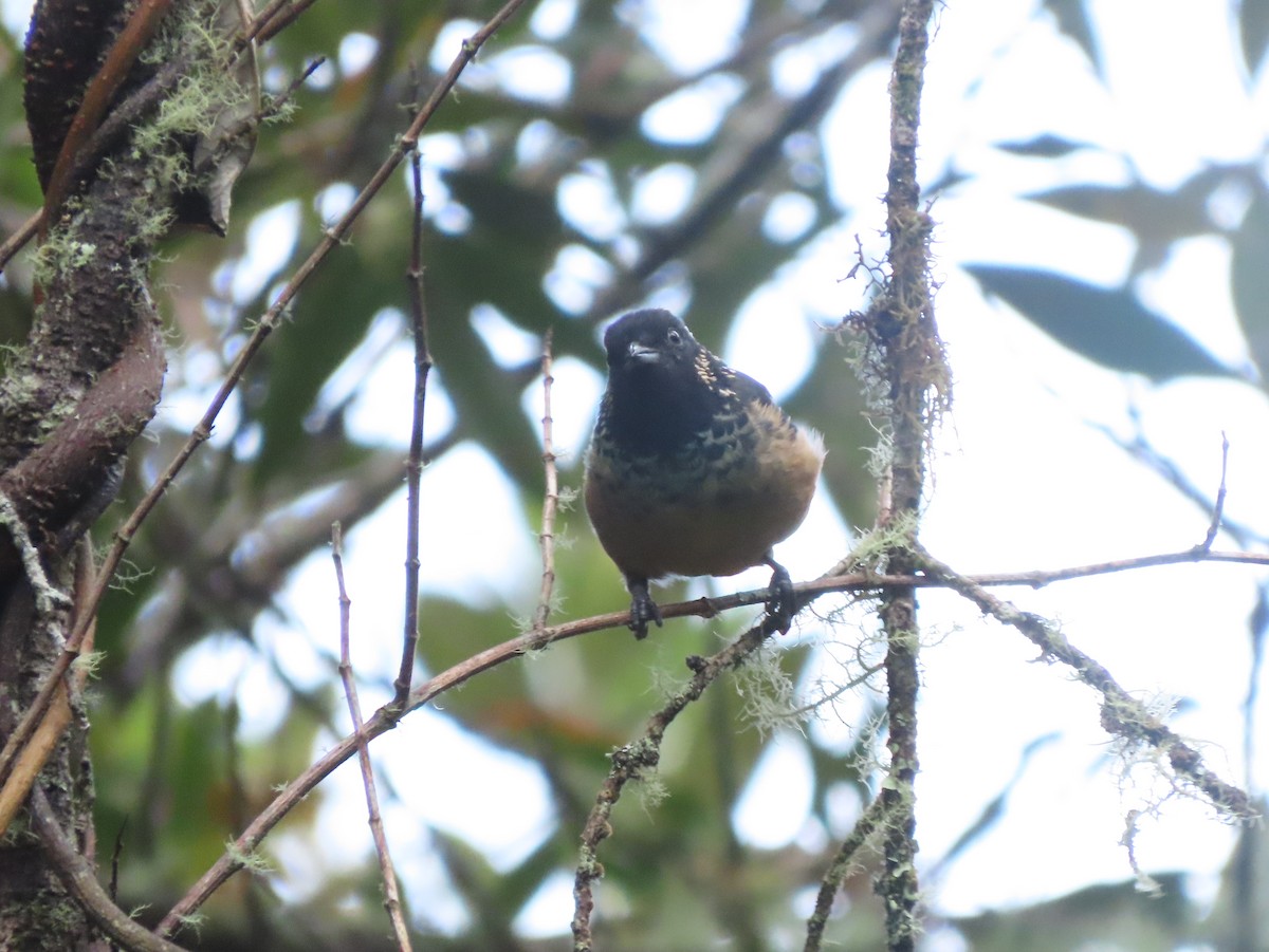 Spangle-cheeked Tanager - ML642792599