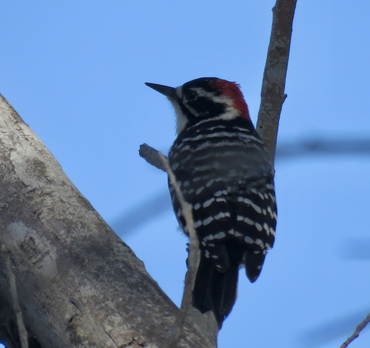 Nuttall's Woodpecker - ML642792600