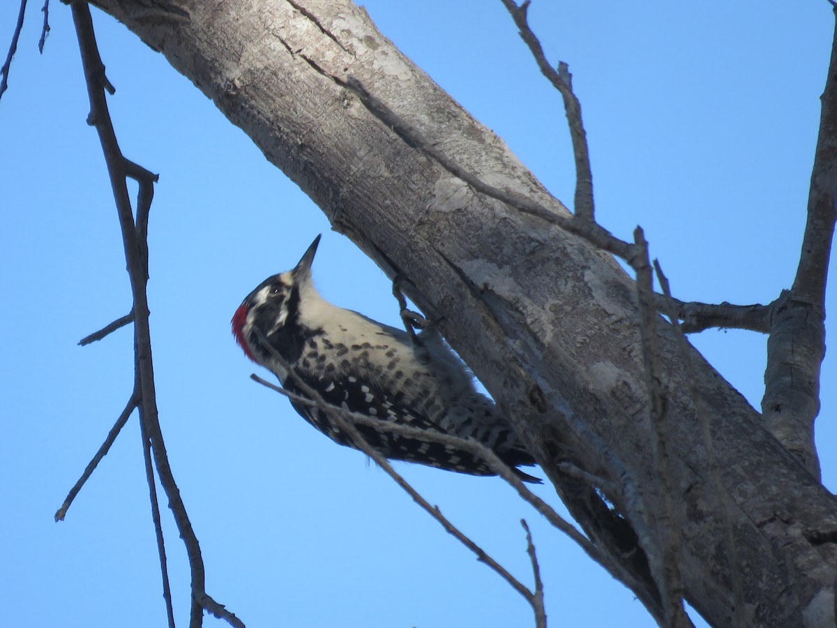 Nuttall's Woodpecker - ML642792601
