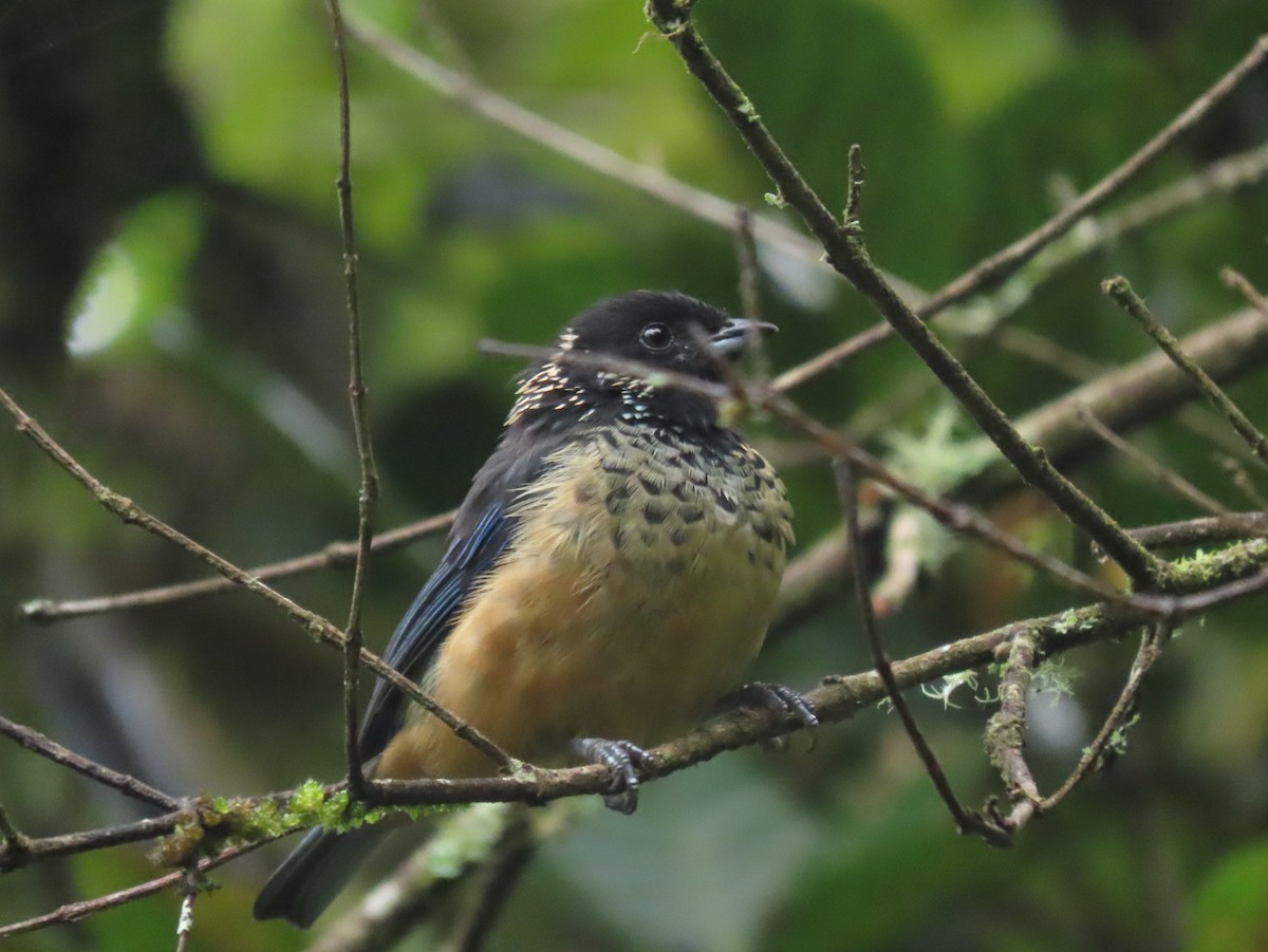 Spangle-cheeked Tanager - ML642792602