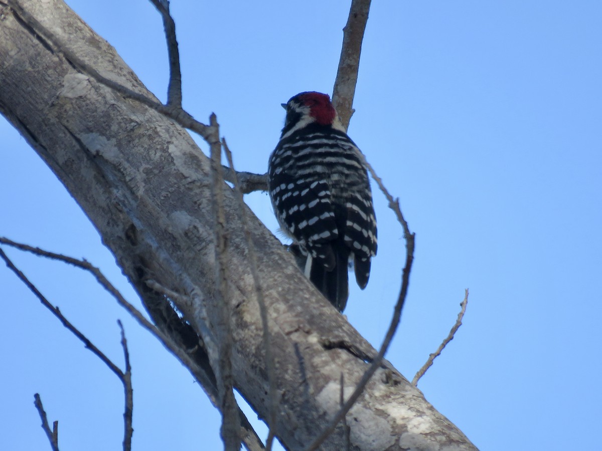 Nuttall's Woodpecker - ML642792603