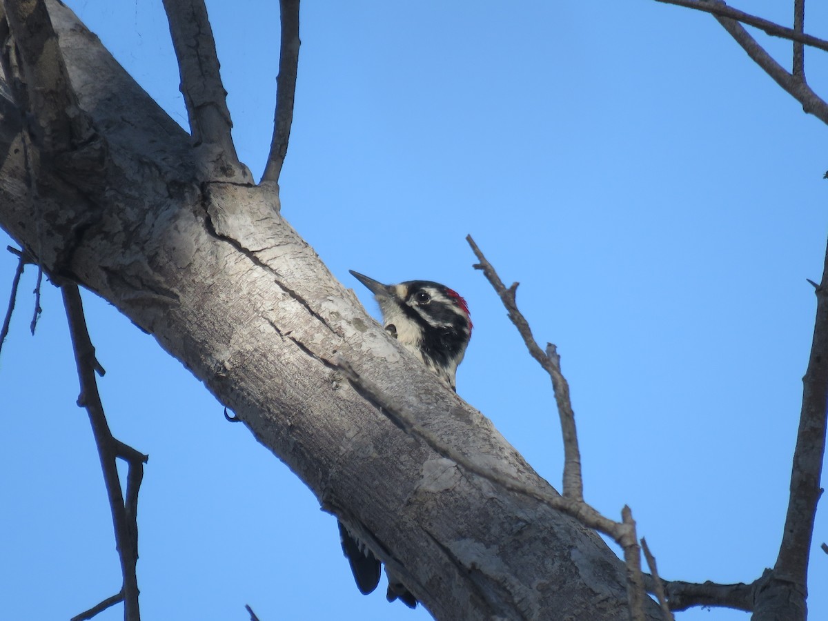 Nuttall's Woodpecker - ML642792604