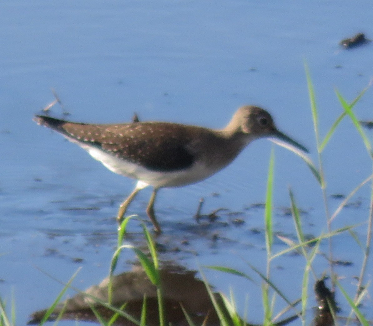 Solitary Sandpiper - ML642792605