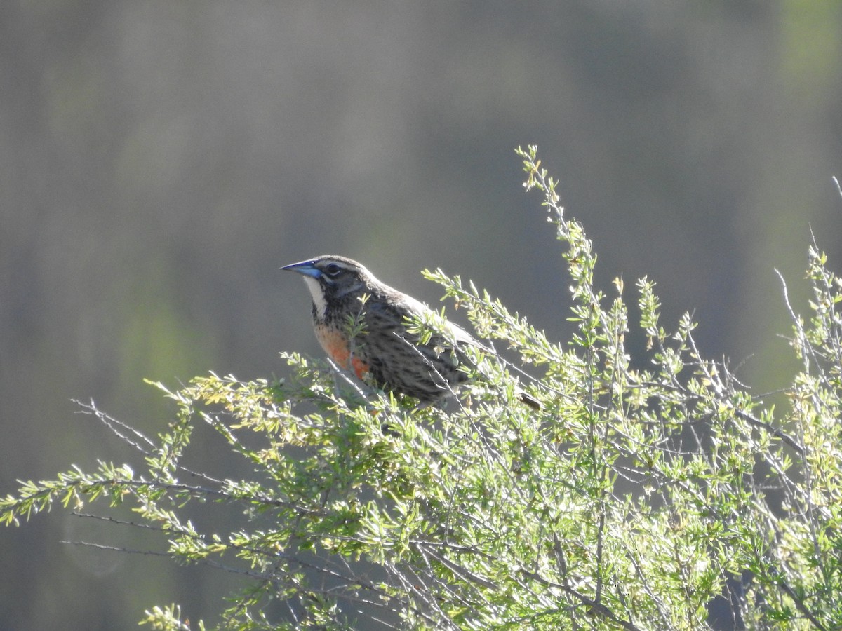 Long-tailed Meadowlark - ML642792606