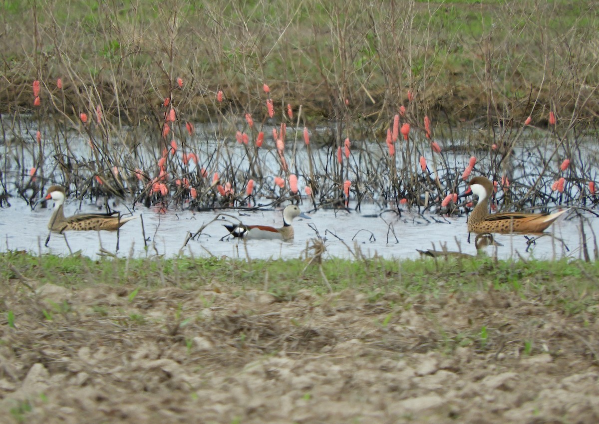 White-cheeked Pintail - ML642792607