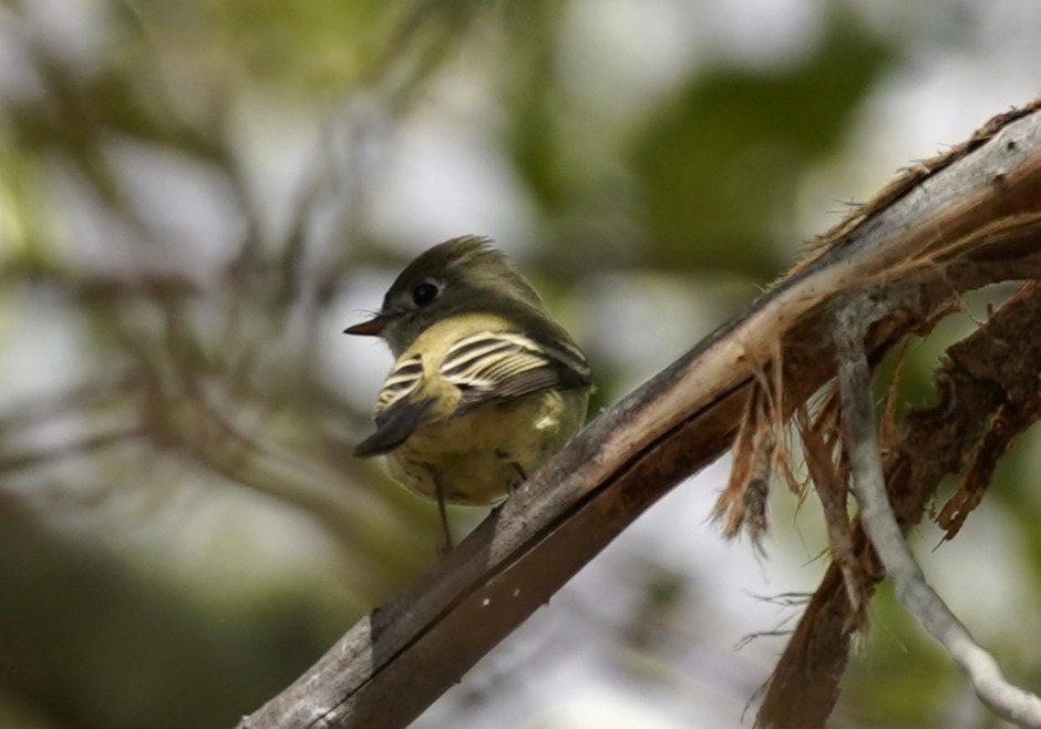 Empidonax sp. - ML642792613
