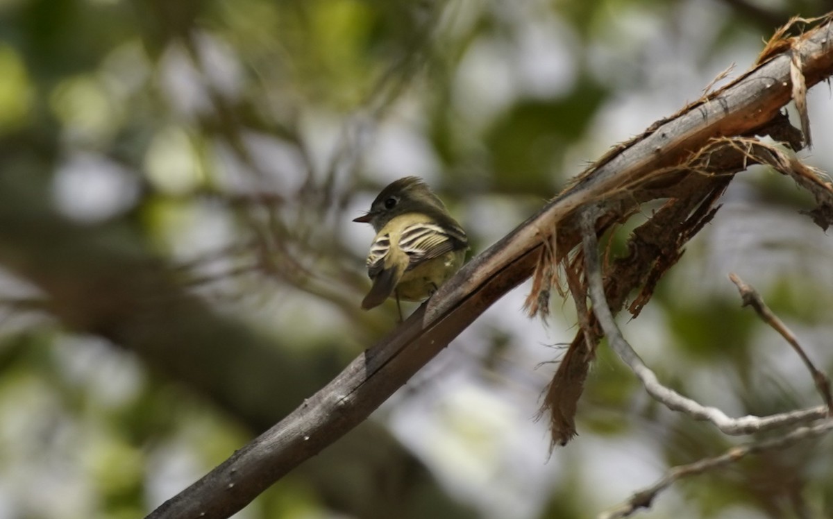 Empidonax sp. - ML642792614