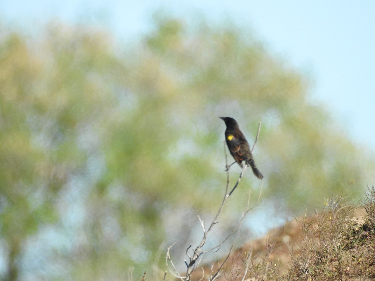 Yellow-winged Blackbird - ML642792637