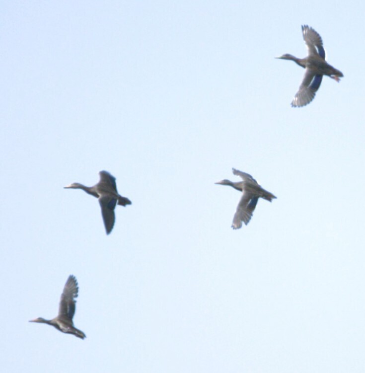 Mexican Duck - ML642792657