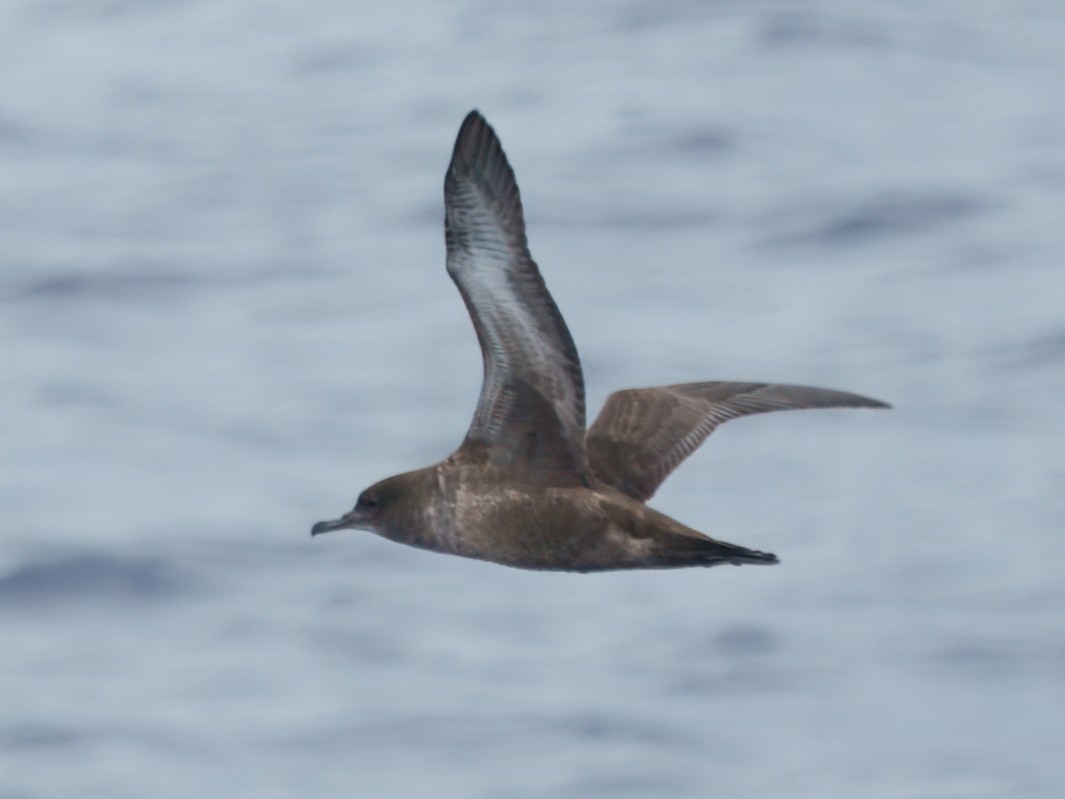 Sooty Shearwater - ML642792676