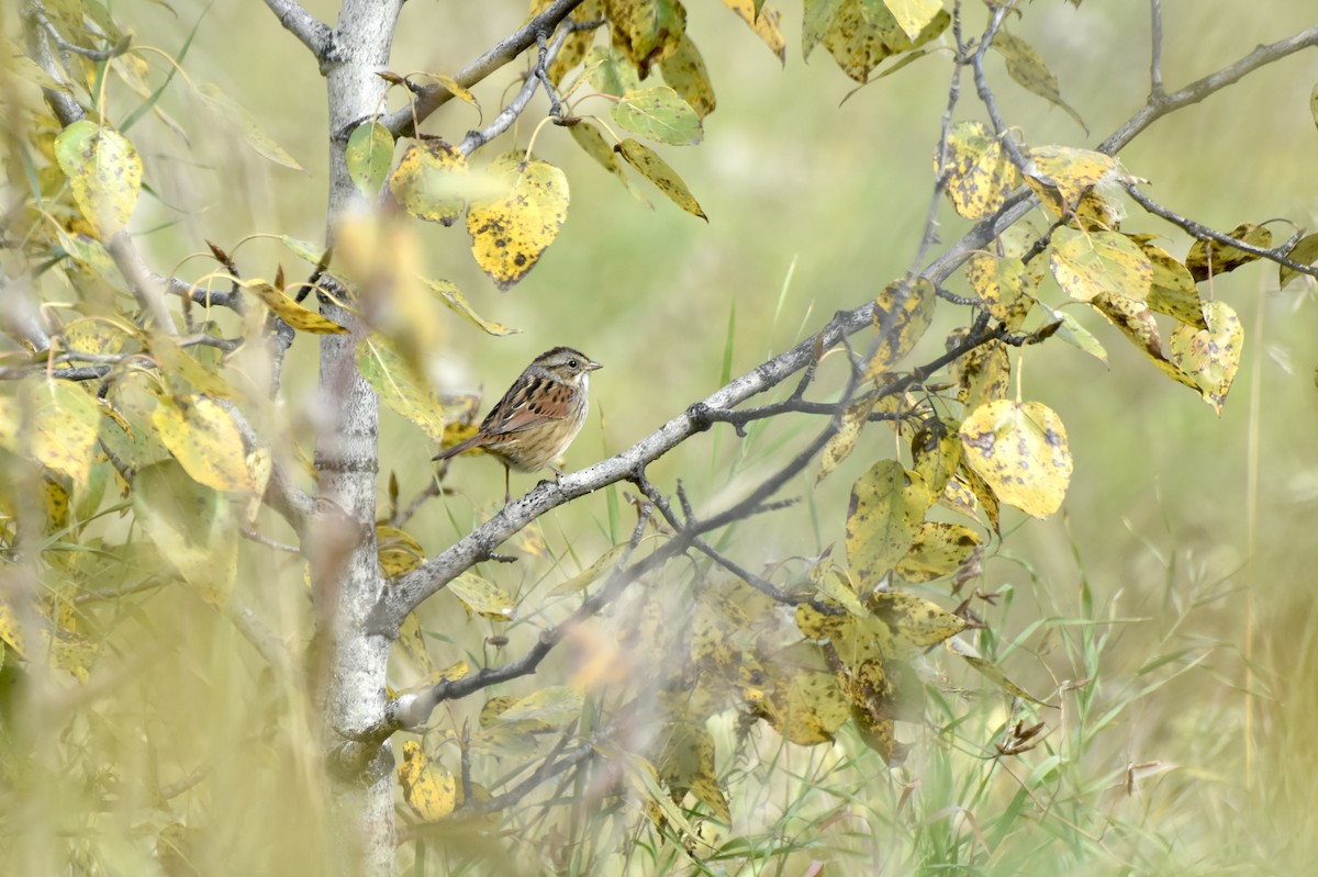Swamp Sparrow - ML642792684