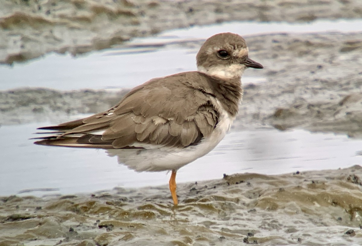 Common Ringed Plover - ML642792689