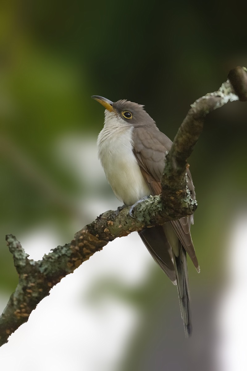 Yellow-billed Cuckoo - ML642792702