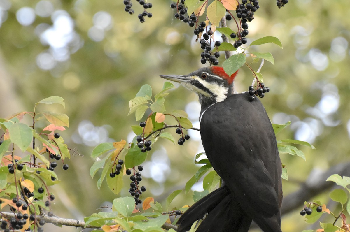 Pileated Woodpecker - ML642792754