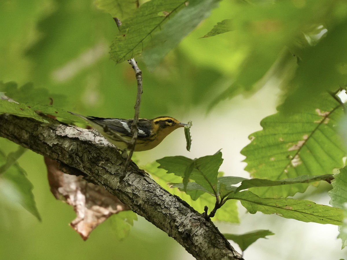 Blackburnian Warbler - ML642792762