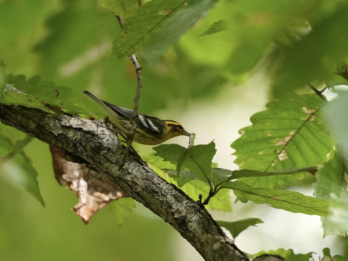 Blackburnian Warbler - ML642792763