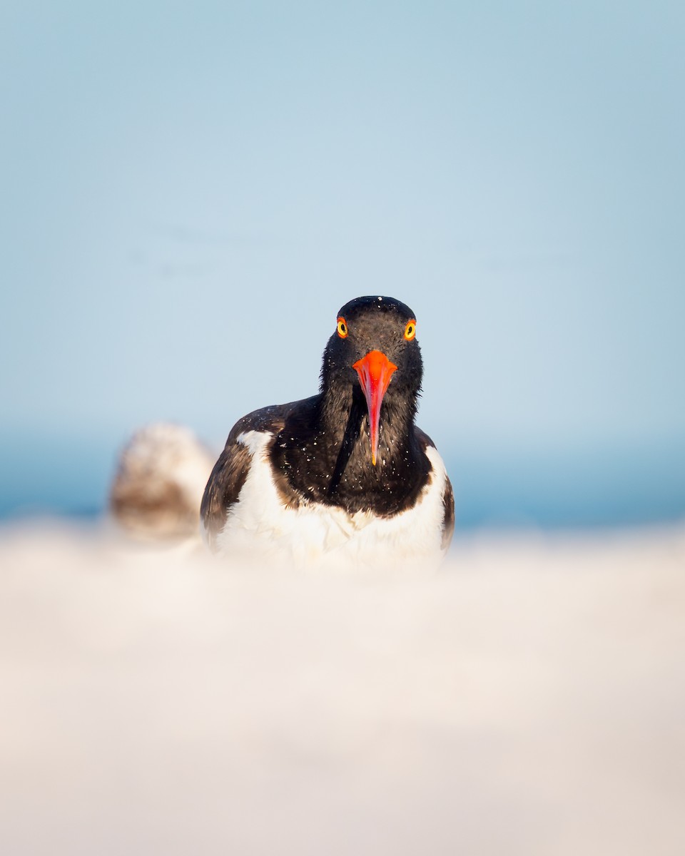 American Oystercatcher - ML642792796