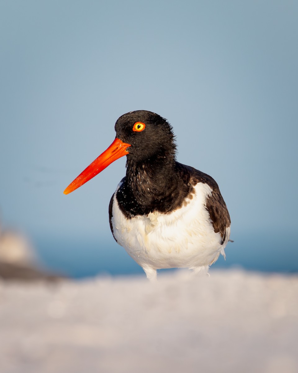 American Oystercatcher - ML642792797
