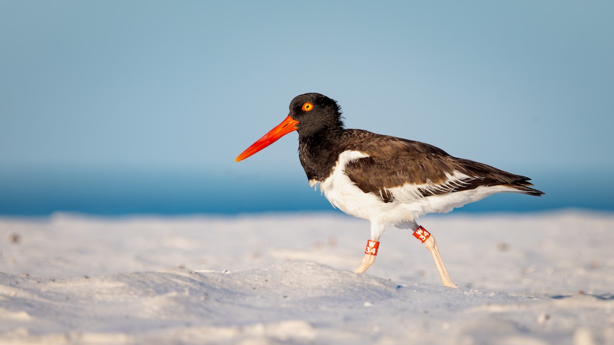 American Oystercatcher - ML642792798