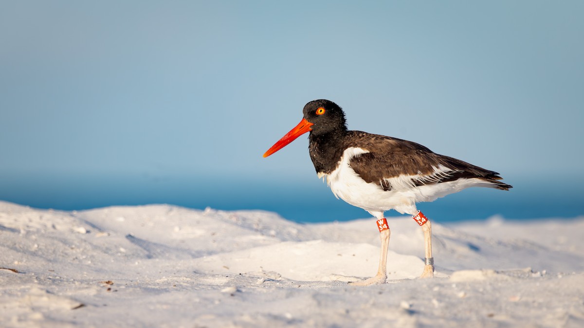 American Oystercatcher - ML642792799