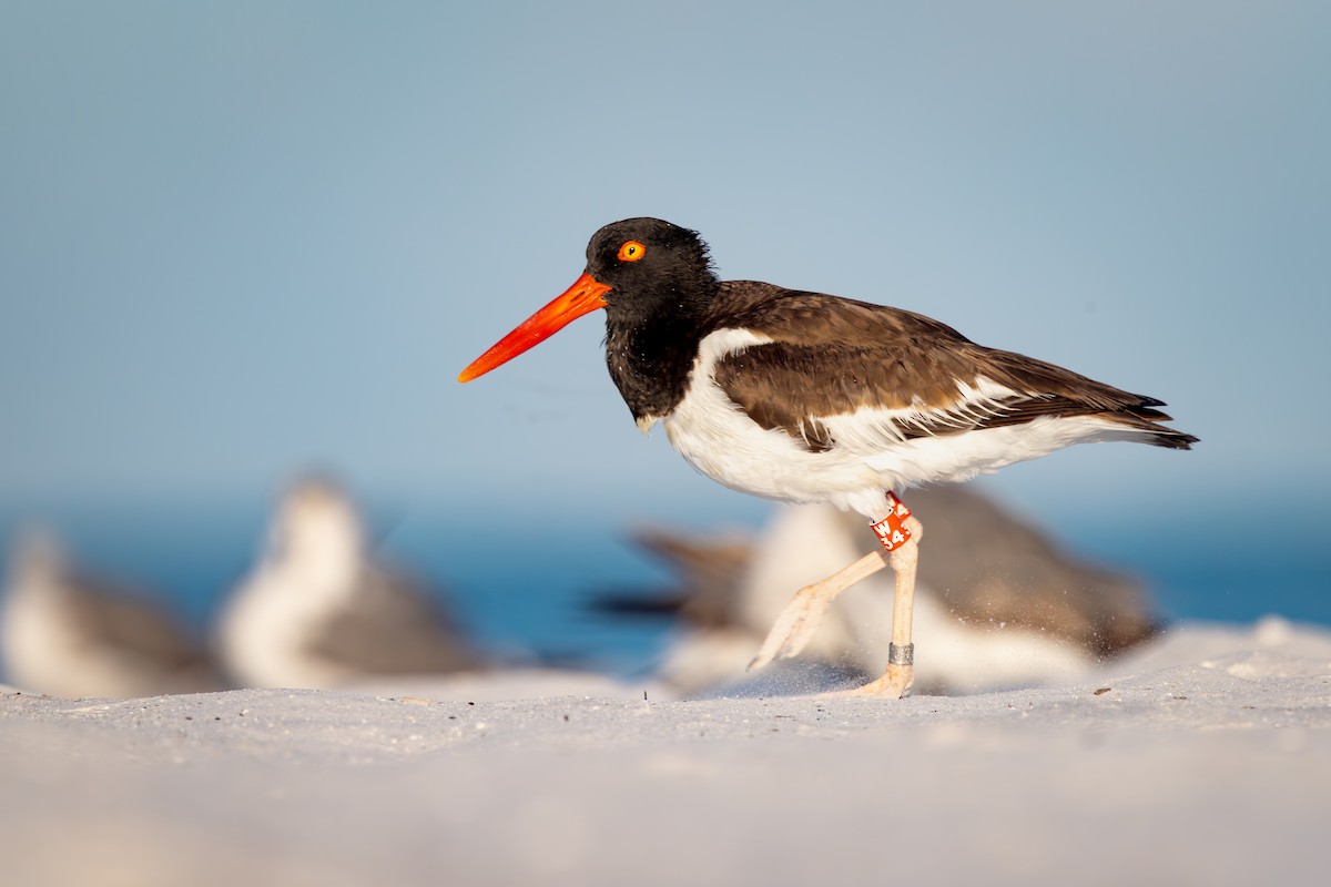 American Oystercatcher - ML642792800