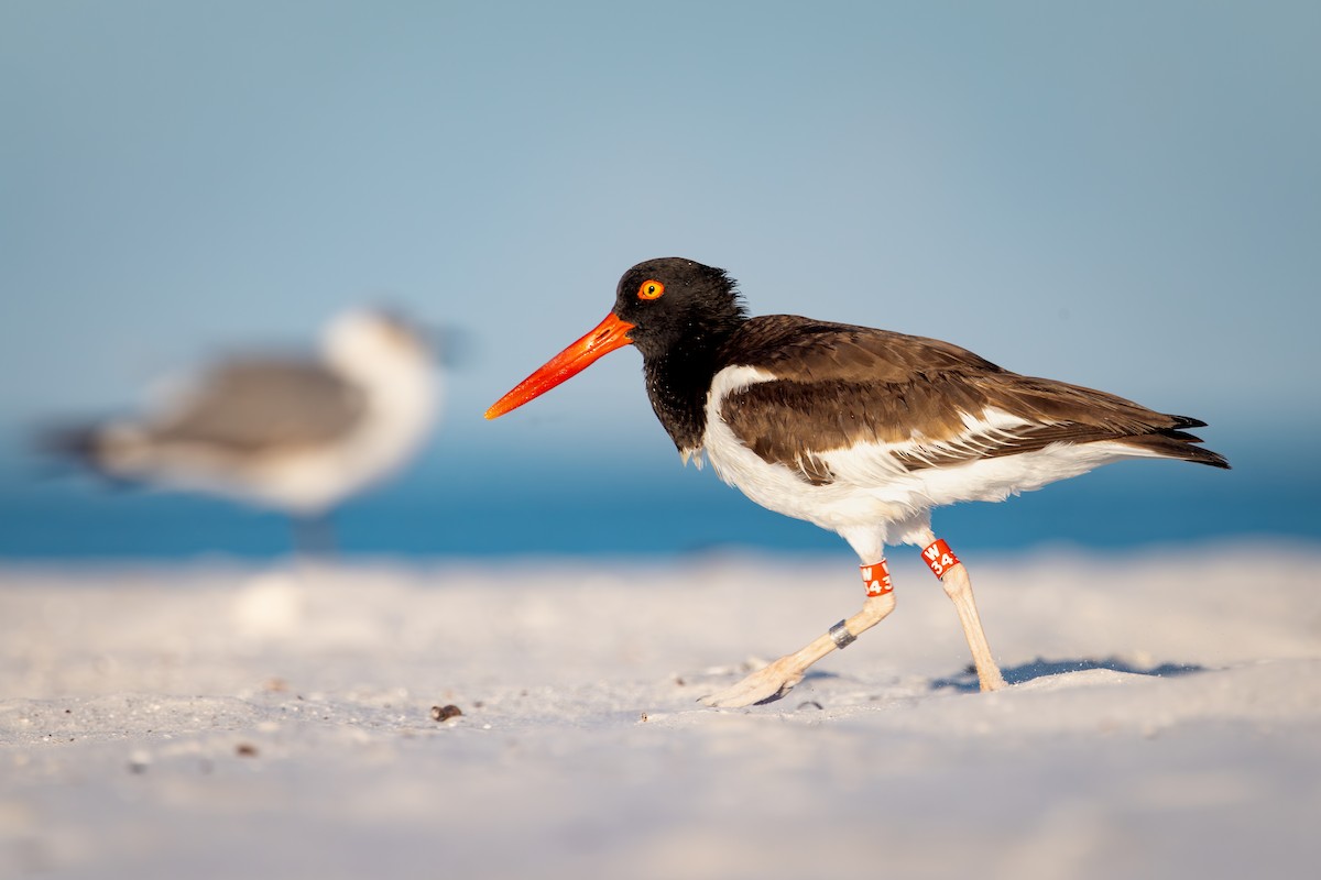 American Oystercatcher - ML642792801