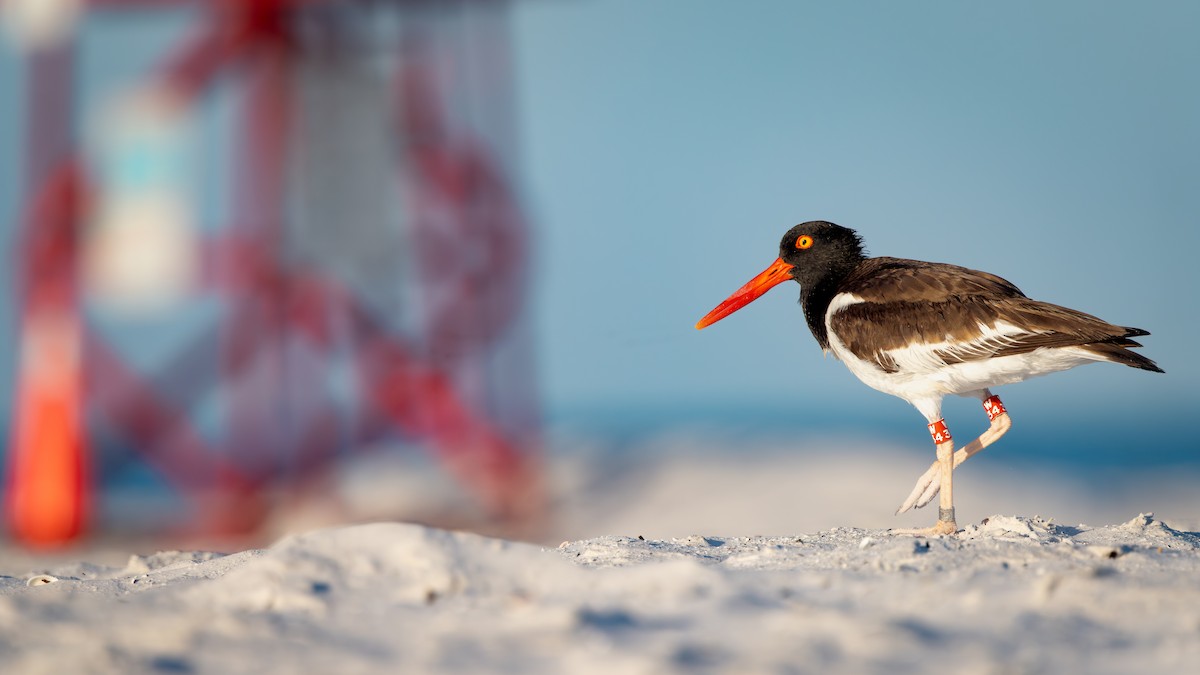American Oystercatcher - ML642792802