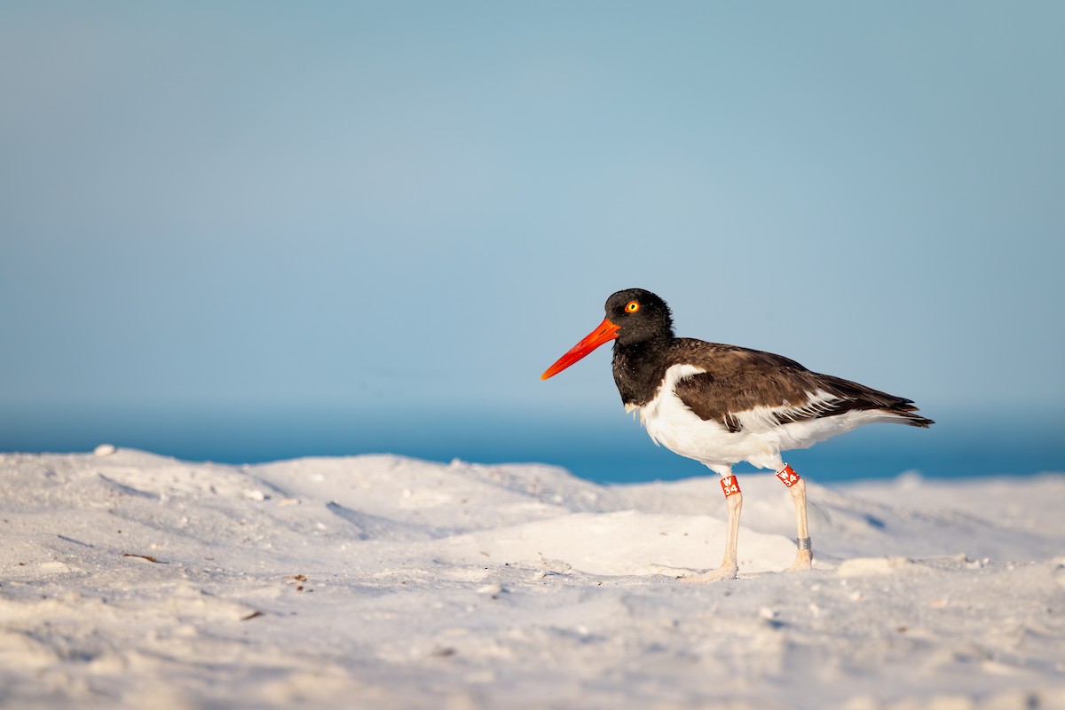 American Oystercatcher - ML642792803