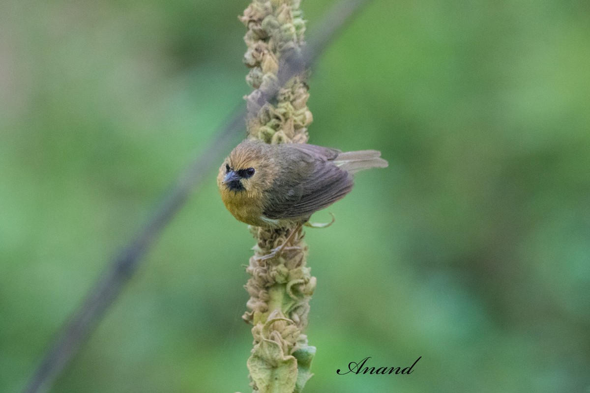 Black-chinned Babbler - ML642792804