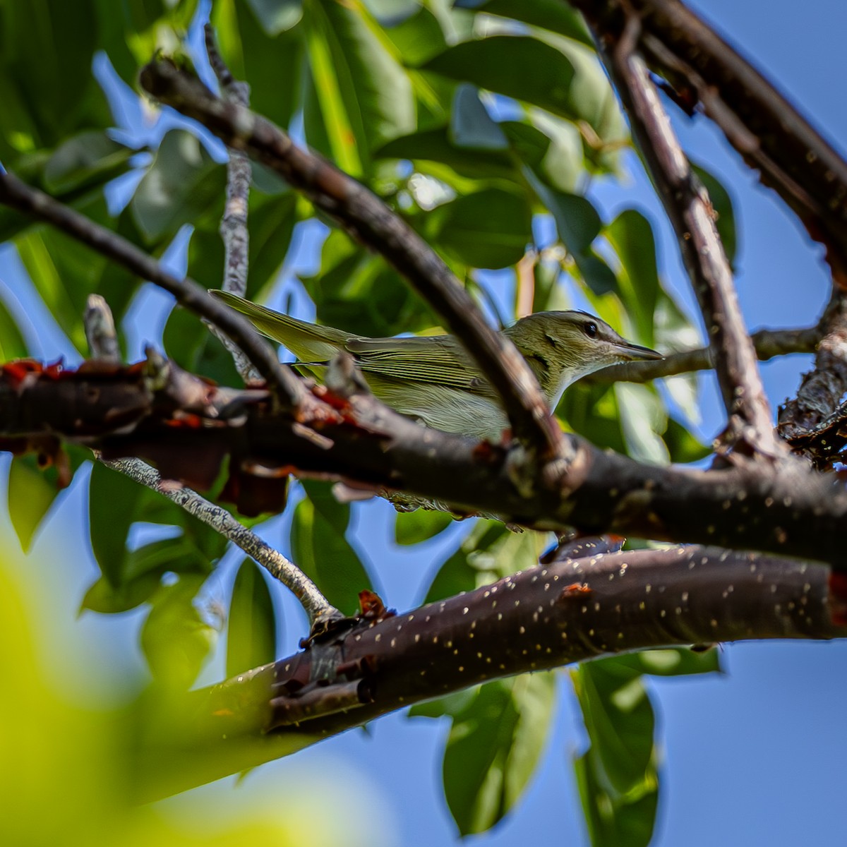 Black-whiskered Vireo - ML642792820