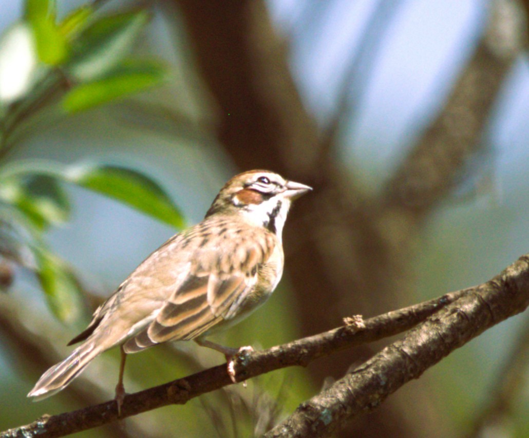 Lark Sparrow - ML642792824