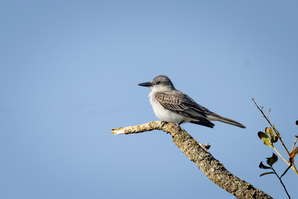 Gray Kingbird - ML642792826