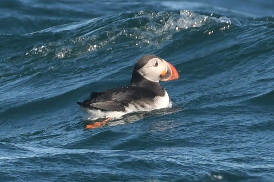 Atlantic Puffin - ML642792861