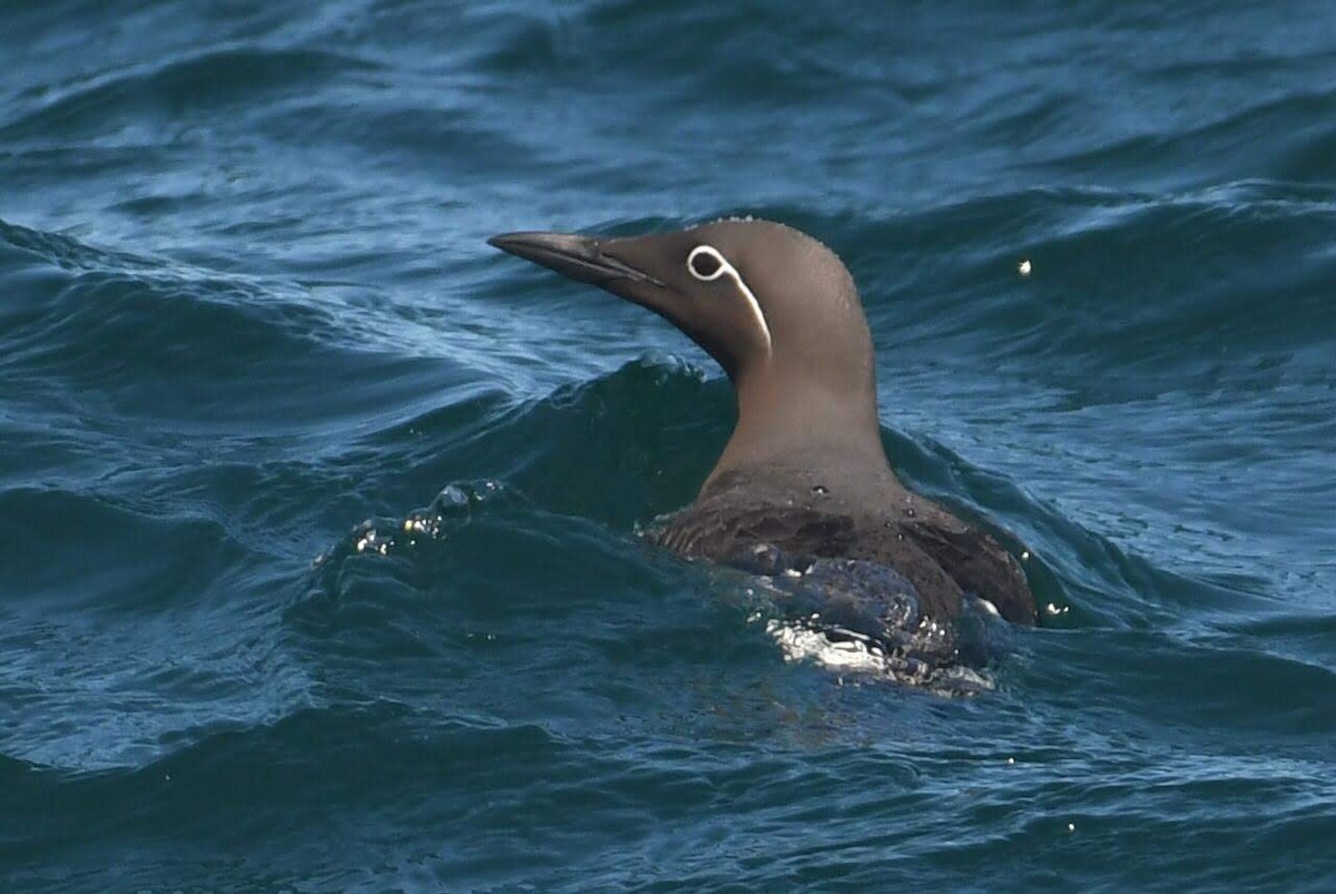Common Murre - ML642792863